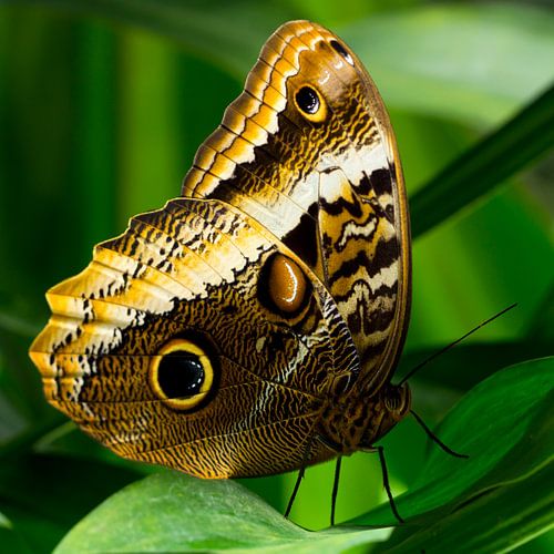 Yellow Owl Butterfly