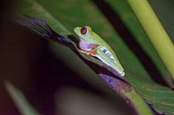 Classic Costa Rica frog by Kevin Pluk thumbnail