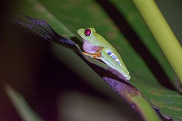 Classic Costa Rica frog by Kevin Pluk