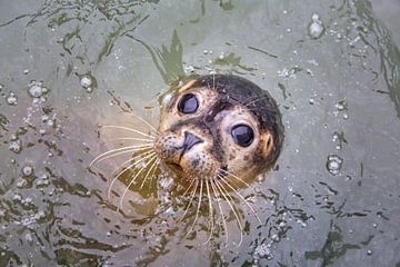 Nieuwsgierige zeehond