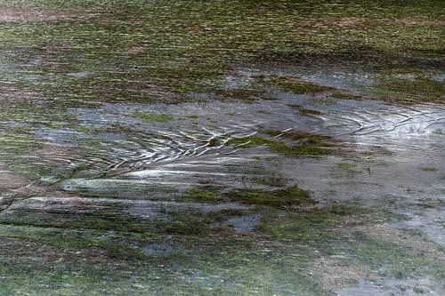 Waalwereld II van Paulien Varkevisser