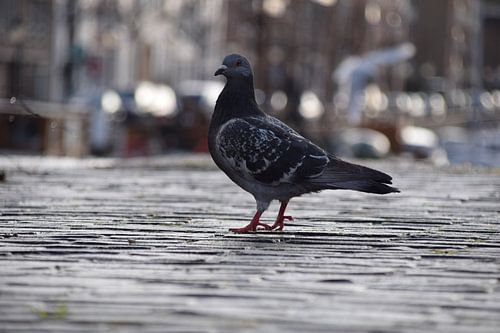 Stadsduif in Rotterdam