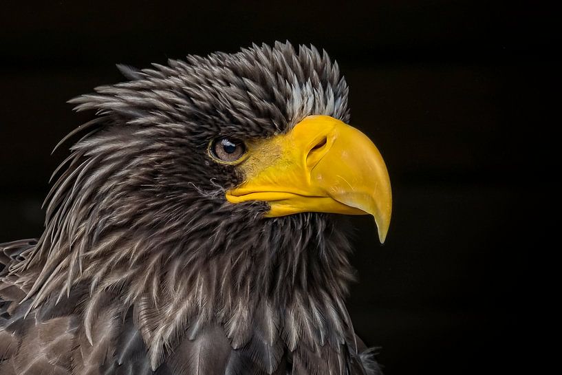 Angry bird van Karin Tebes