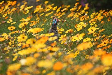 southafrica ... flowers, flowers and a guineafowl van Meleah Fotografie