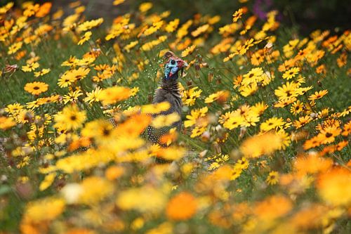 southafrica ... flowers, flowers and a guineafowl (des fleurs et une guinée)