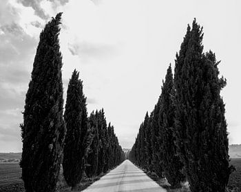 Cypressenlaan Cypress lane Corsia di cipressi