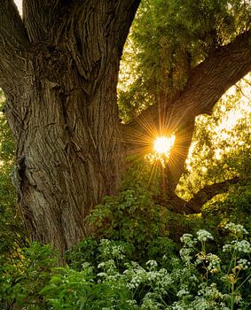 Eine der dichtesten Weiden