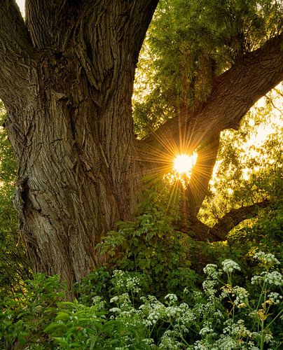 Één van de dikste wilgen