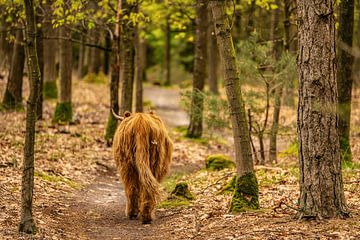 Schottische Highlander in der Natur von Bas Fransen