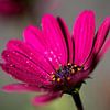 Pink flower by Thijs Schouten