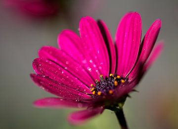 Roze bloem van Thijs Schouten
