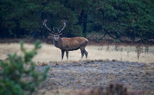 Male deer with antlers