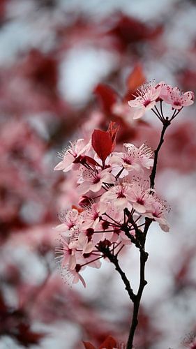 Pink blossoms in a dreamy spring garden