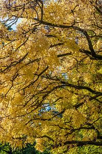 Gele boom van Wim Slootweg