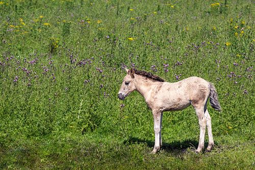 Veulen in het gras in de Oostvaardersplassen