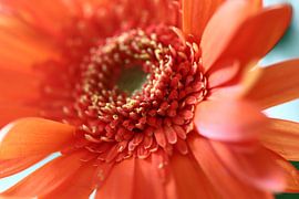 Orange above by By Monique