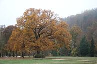 Luitpoldpark in Bad Kissingen im Herbst von Martin Flechsig Miniaturansicht