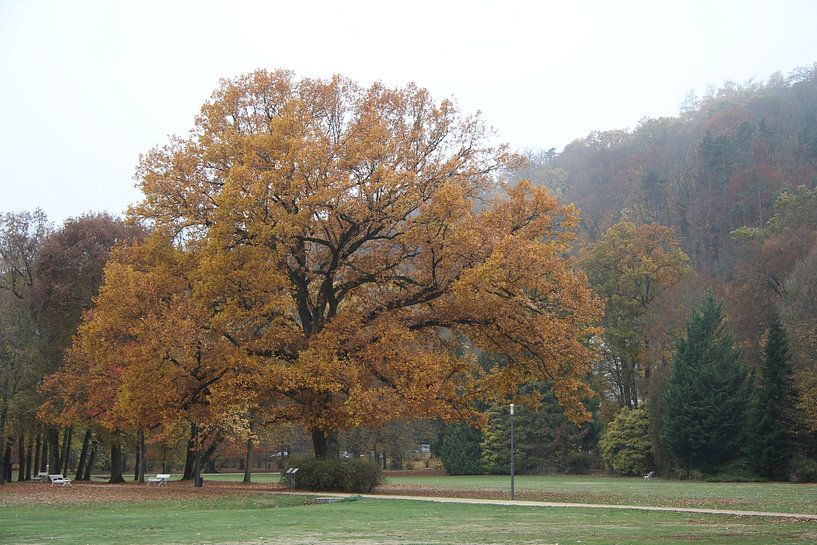 Luitpoldpark in Bad Kissingen im Herbst von Martin Flechsig