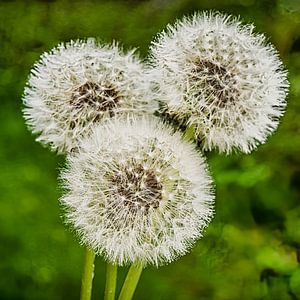 3 Pusteblumen von Dieter Walther