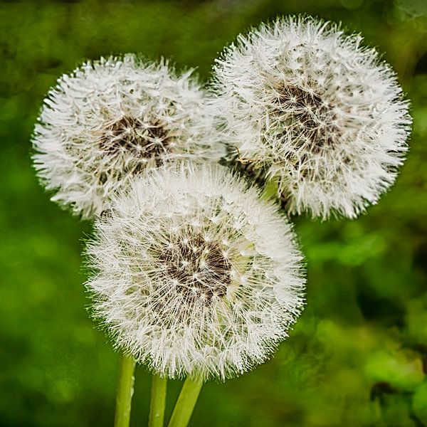 3 dandelions by Dieter Walther