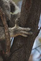 Koala's of Magnetic Island: An Iconic Australian Experience