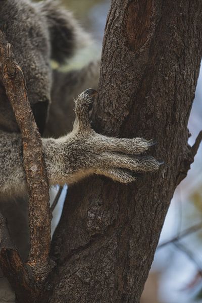 Koala's of Magnetic Island: An Iconic Australian Experience by Ken Tempelers