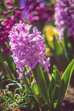 Hyacinths by Steffen Gierok