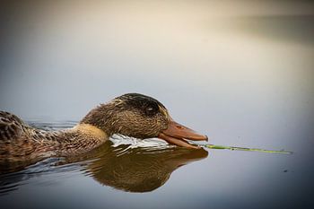 Morning meal: Duck with blade of grass