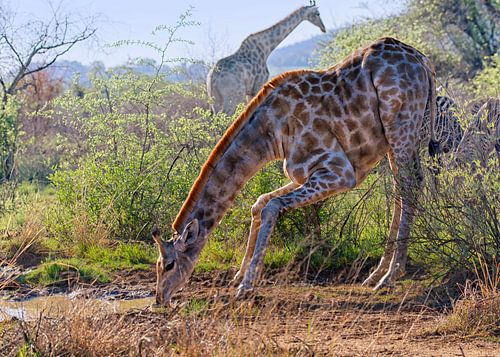 It's not easy being tall