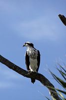 Fischadler - Osprey