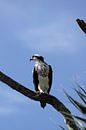 Fischadler - Osprey van Christiane Schulze thumbnail