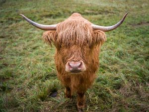 Bœuf des Highlands écossais (Galloway)