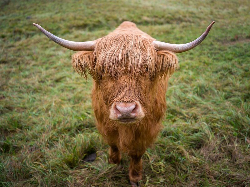 Bœuf des Highlands écossais (Galloway) par t.ART