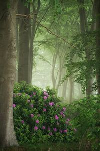 Rhododendrons dans la brume