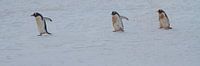 vieze pinguïns op weg naar de zee voor eten von Eric de Haan Miniaturansicht