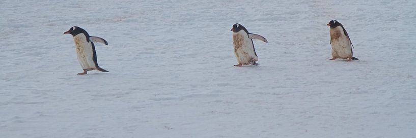vieze pinguïns op weg naar de zee voor eten von Eric de Haan