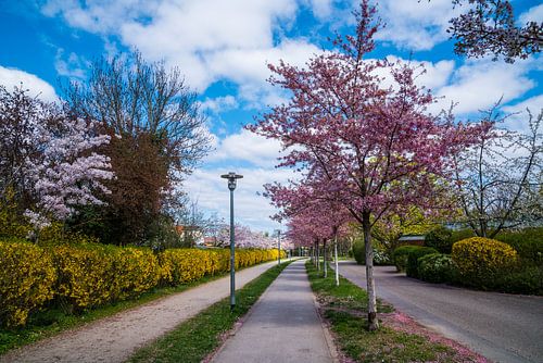 Duitsland, Romantische kleurrijke lente sfeer op straat in de stad f