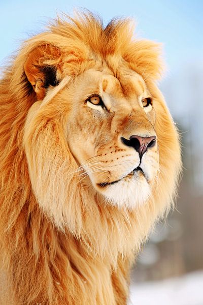 Realistic painting of majestic lion by Art & Soul Creations