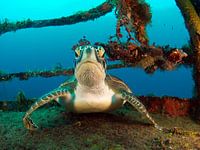 schildpad op wrak