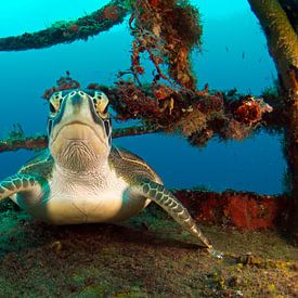 schildpad op wrak sur Karin Brussaard