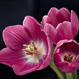 Drei Rosa Tulpen von Michel Heerkens