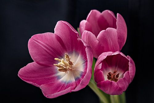 Three pink tulips