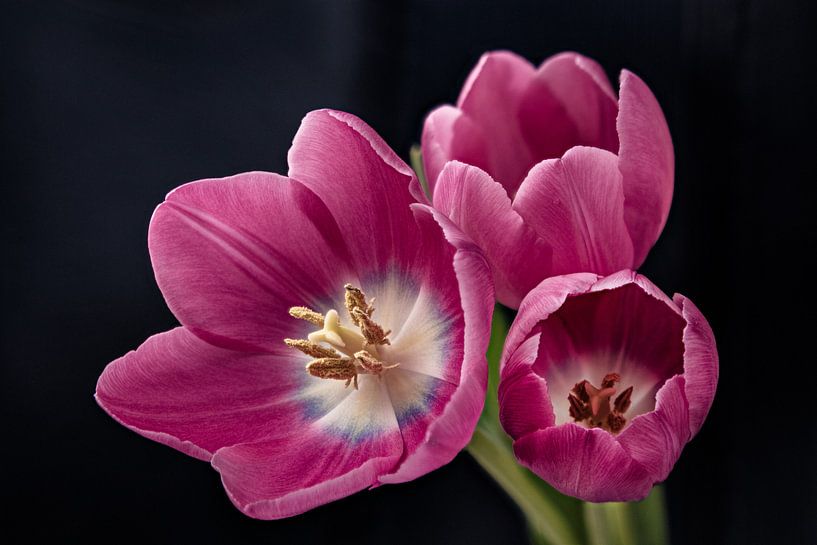 Three pink tulips by Michel Heerkens