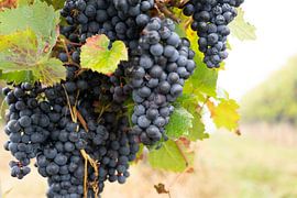 Week-end 25 ans de mariage, Brauneberg