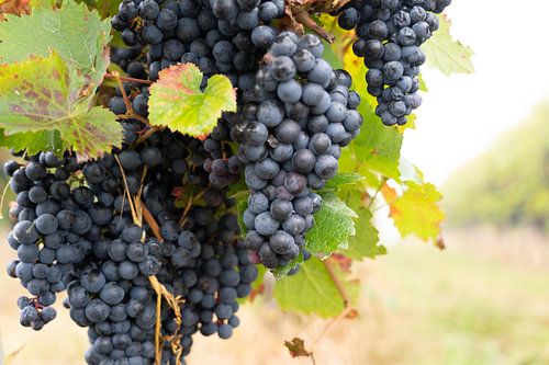 Blauwe druiventrossen langs de Moezel
