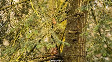Eekhoorn zittend in een naald boom van Hilbrand van der Meulen