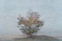 Tree of life