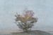Tree of life van Loulou Beavers