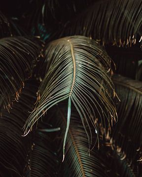 Botanische print in moody sfeer | Panama | Reisfoto van Expeditie Aardbol