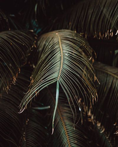 Botanische print in moody sfeer | Panama | Reisfoto